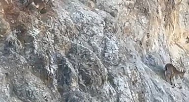 Harşit Çayı'nda su samuru, Torul'da yaban keçisi görüntülendi