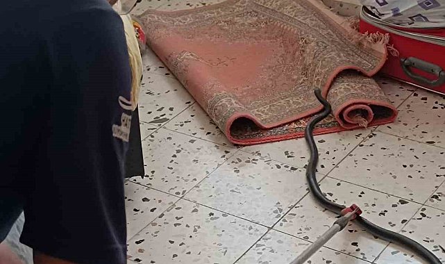 Hatay'da eve giren yılan korkuttu