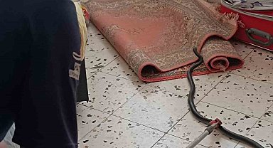 Hatay'da eve giren yılan korkuttu