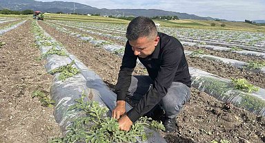 Hava sıcaklığını dengelemek isteyen çiftçi, malç naylonu kullanarak 200 dönüm araziye karpuz ekti