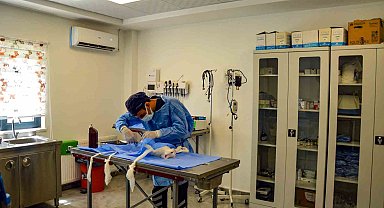 Hayvan Bakımevi ve Rehabilitasyon Merkezi bin 116 ihbara müdahale etti
