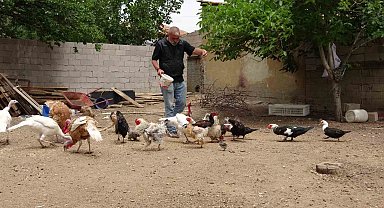 Hayvanat bahçesi değil evinin bahçesi, adeta Ali Baba'nın çiftliği