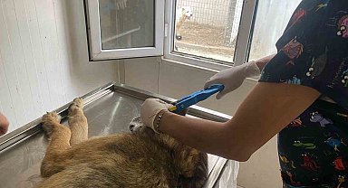 Hopa Belediyesi'nden sokak hayvanlarına kısırlaştırma, küpelenme ve mikroçip