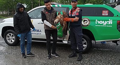 Iğdır'da yaralı halde bulunan kızıl akbaba tedavi altına alındı