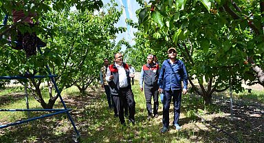 İhracatlık kiraz üretim merkezi Honaz'da bu yıl 5 bin ton rekolte bekleniyor