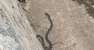 İki farklı ilçede yılan paniği
