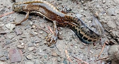 Ilgaz Dağı Milli Parkı'nda Anadolu semenderi görüntülendi