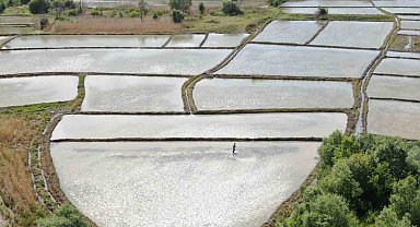 Ilgaz Dağı'nın kar suyuyla beslenen tarlalarda çeltik ekimi başladı