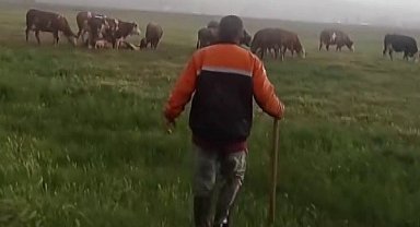 İneğe yıldırım çarptı, diğerleri başında toplandı