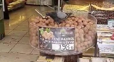 İşini bilen güvercinler kuruyemişçiyi mesken tuttu
