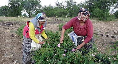 Isparta'yı bu yıl gül kokusu erken sardı