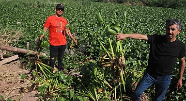 İstilacı su sümbülleri, Asi Nehri'ni adeta görülmez hale getirdi