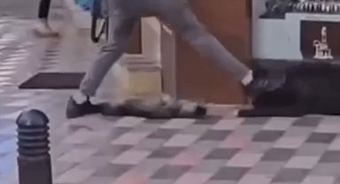 İzmir'de yasaklı ırk köpek kediye saldırmıştı, sahibi adliyeye sevk edildi