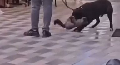 İzmir'de yasaklı ırk köpek kediyi nefessiz bıraktı, sahibi gözaltına alındı