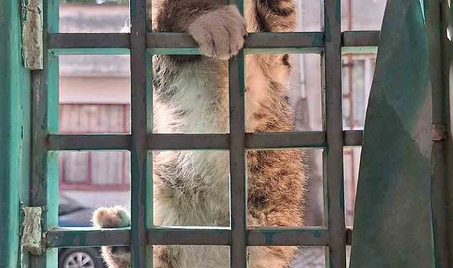 Kafasını demir kapıya sıkıştıran kediyi itfaiye ekipleri kurtardı