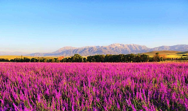 Kahramanmaraş'ta hazeran çiçekleri hayran bıraktı