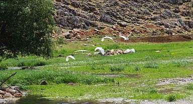 Kahramanmaraş'ta Mağaragözü Çayında göçmen kuşlar görsel şölen oluşturdu