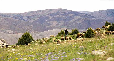 Kahramanmaraş'ta sürüler yaylalara çıkmaya başladı