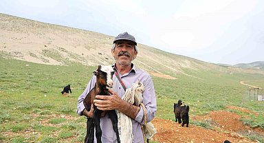 Kahramanmaraşlı çoban 40 hayvanını dağ zirvesinde 6 ay otlatıyor
