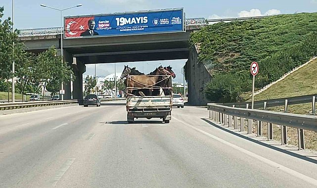 Kamyonetin kasasına 5 adet at sığdırdı