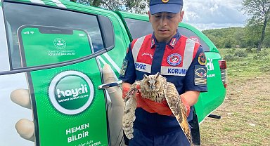 Kanadı kırık baykuşa jandarma şefkati