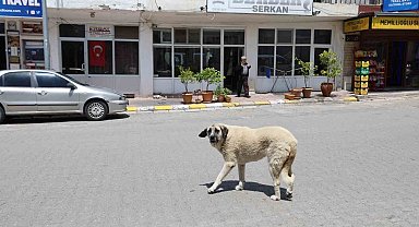 Kapadokya'da sokak köpekleri turizmi de etkiliyor