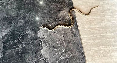 Karabük'te hava sıcaklıkları sonrası yılanlar çıkmaya başladı