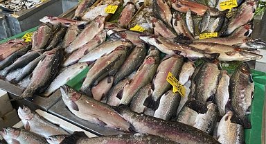 Karadeniz alası somon balığının fiyatı düştü, halk ozanları balıklar için mani okudu