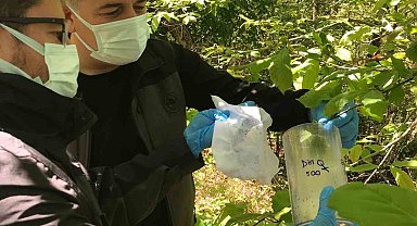 Kastamonu'da 'savaşçı böcekler' doğaya salındı