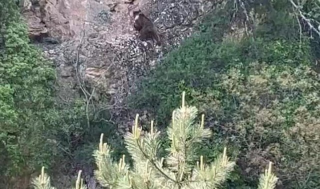 Kayalıklara tırmanan ayı kamerada