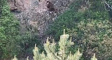 Kayalıklara tırmanan ayı kamerada