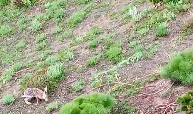 Kayda aldığı tavşanla sohbeti gülümsetti