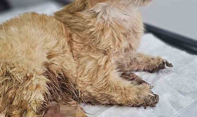 Kayseri'de bacakları kesilmiş bir kedi bulundu