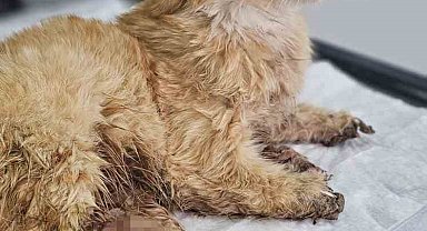 Kayseri'de bacakları kesilmiş bir kedi bulundu