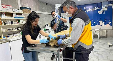 Kaza sonucu yaralanan köpek için herkes seferber oldu