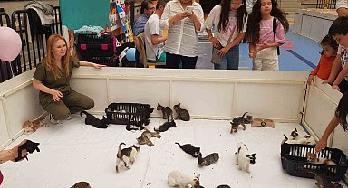 Kedi yavruları sahiplendirildi