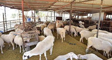 Kepez'den kurban pazarı hizmeti