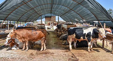 Kepez'in kurban pazarında satışlar başladı