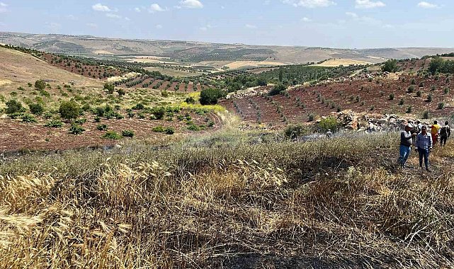 Kilis'te çıkan yangında 15 dönüm alanda ekili buğday kül oldu