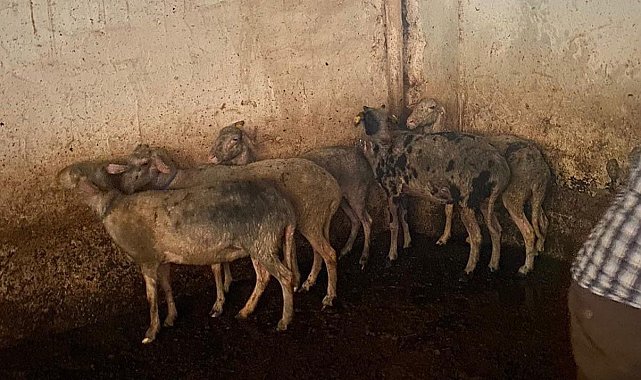 Koyunları telef olmaktan itfaiye ekipleri kurtardı