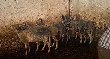 Koyunları telef olmaktan itfaiye ekipleri kurtardı
