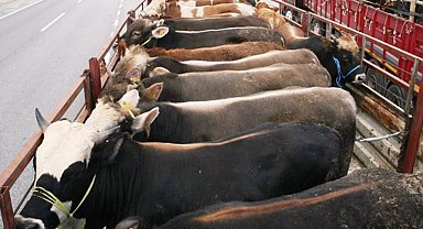 Kurbanlık sevkiyatında dikkat edilmesi gereken hususlar