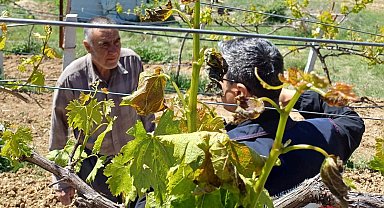 Kütahya ilçelerinde zirai don olayı nedeniyle zarar tespit çalışmaları
