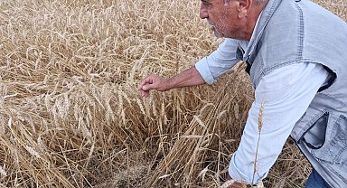 Kuvvetli yağış hasat olgunluğuna gelen buğdaya zarar verdi