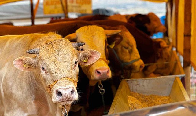 Mahalleye dönüşen köyde hayvan sayısı azaldı