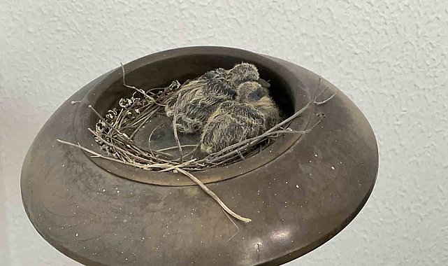 Makam odasının balkonundaki küllük kumrunun yuvası oldu