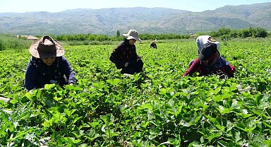 Malatya'da "kırmızı elmas' hasadı başladı