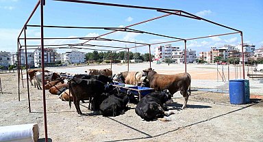 Manavgat Belediyesi Kurban Bayramı hazırlıklarını başlattı