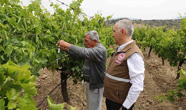 Manisa'da istilacı kokarcaya karşı 'Samuray Arıcığı' salımı yapıldı