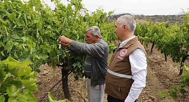 Manisa'da istilacı kokarcaya karşı 'Samuray Arıcığı' salımı yapıldı